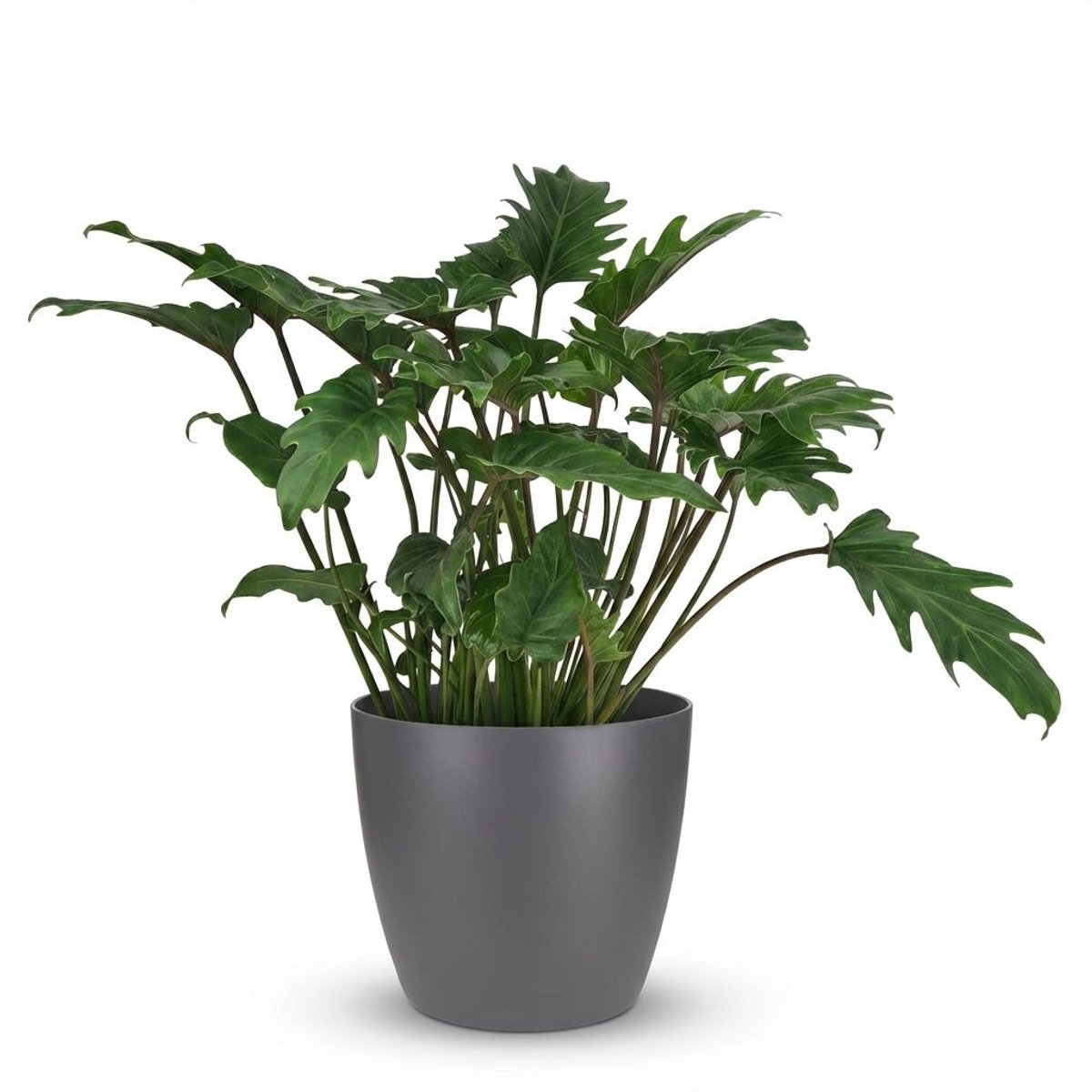 Plantenboetiek.nl | Philodendron - Philodendron Xanadu - Groen - Weinig onderhoud - met Potter Grijs - Ø19cm - 50-60cm hoog - Kamerplant - Groenblijvend