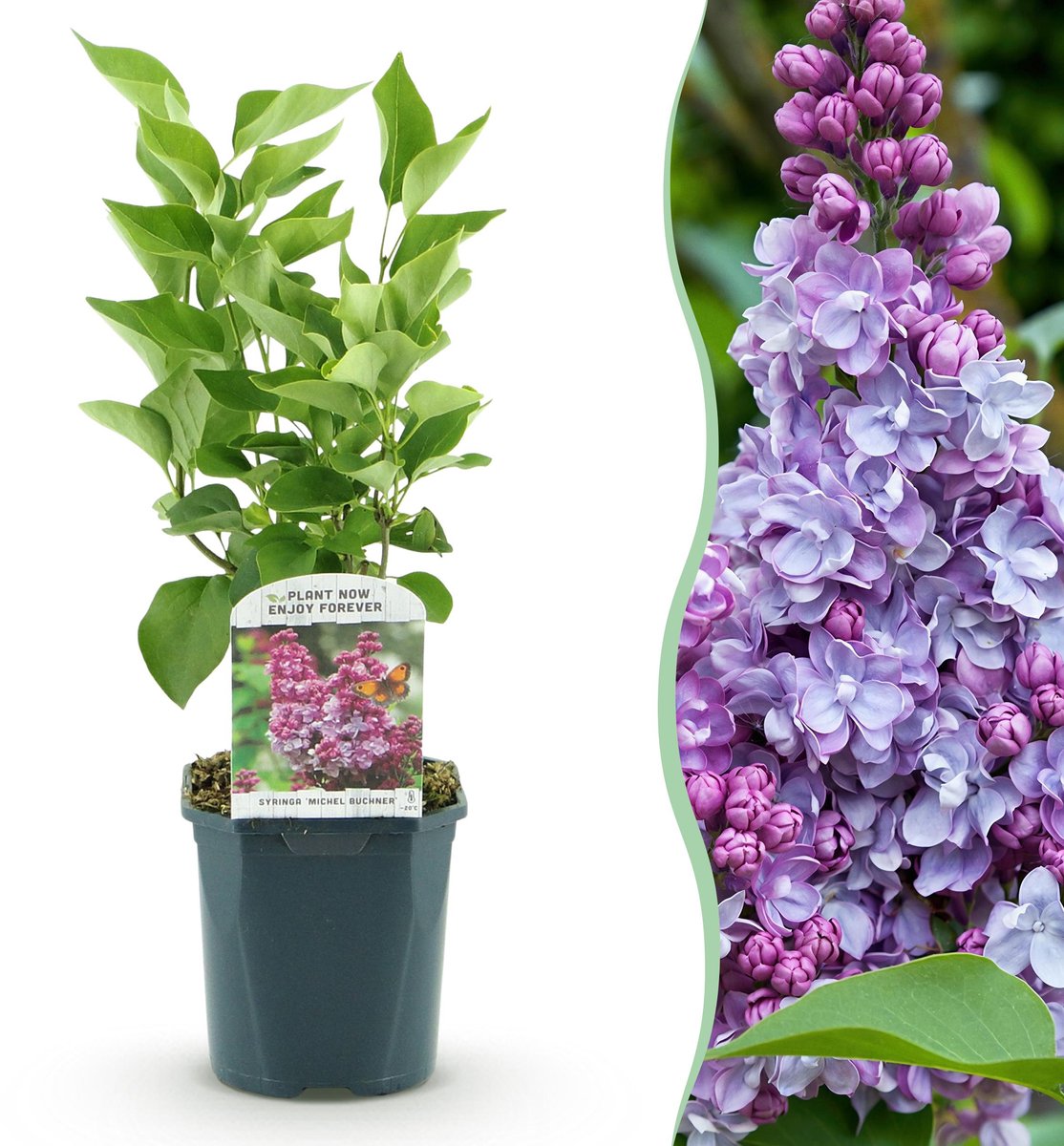 Plantenboetiek.nl | Syringa vulgaris Michel Buchner - Gewone Sering - Winterhard - Roze - Ø17cm - 35-45cm hoog - Tuinplant