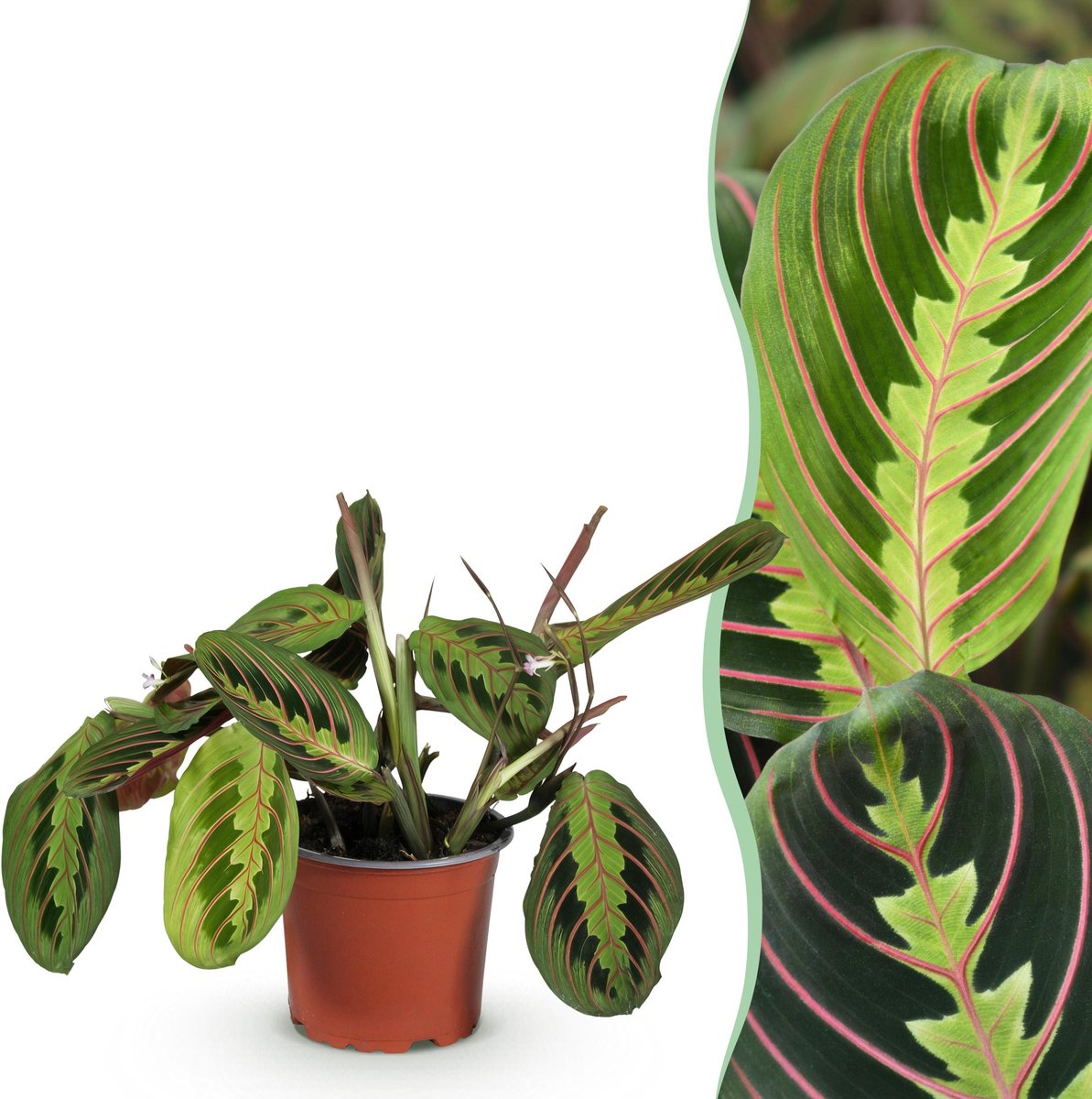 Plantenboetiek.nl | Maranta Fascinator Tricolour - Gebedsplant - Huisdiervriendelijke Plant - Groen - Ø12cm - 25cm hoog - Kamerplant - Groenblijvend