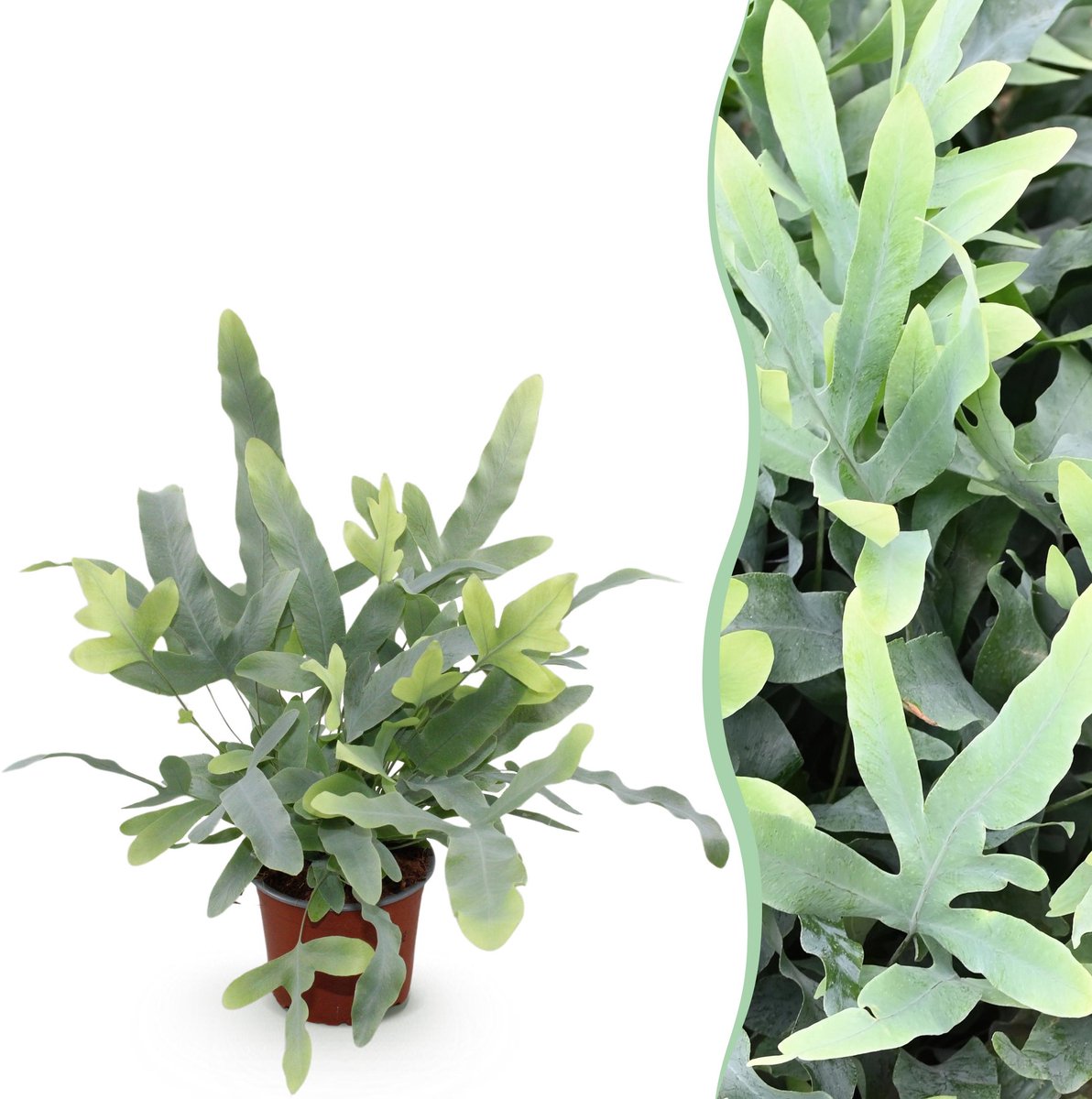 Plantenboetiek.nl | Phlebodium aureum Blue Star - Blauwe Varen - Huisdiervriendelijke Plant - Blauw - Ø12cm - 25cm hoog - Kamerplant - Groenblijvend