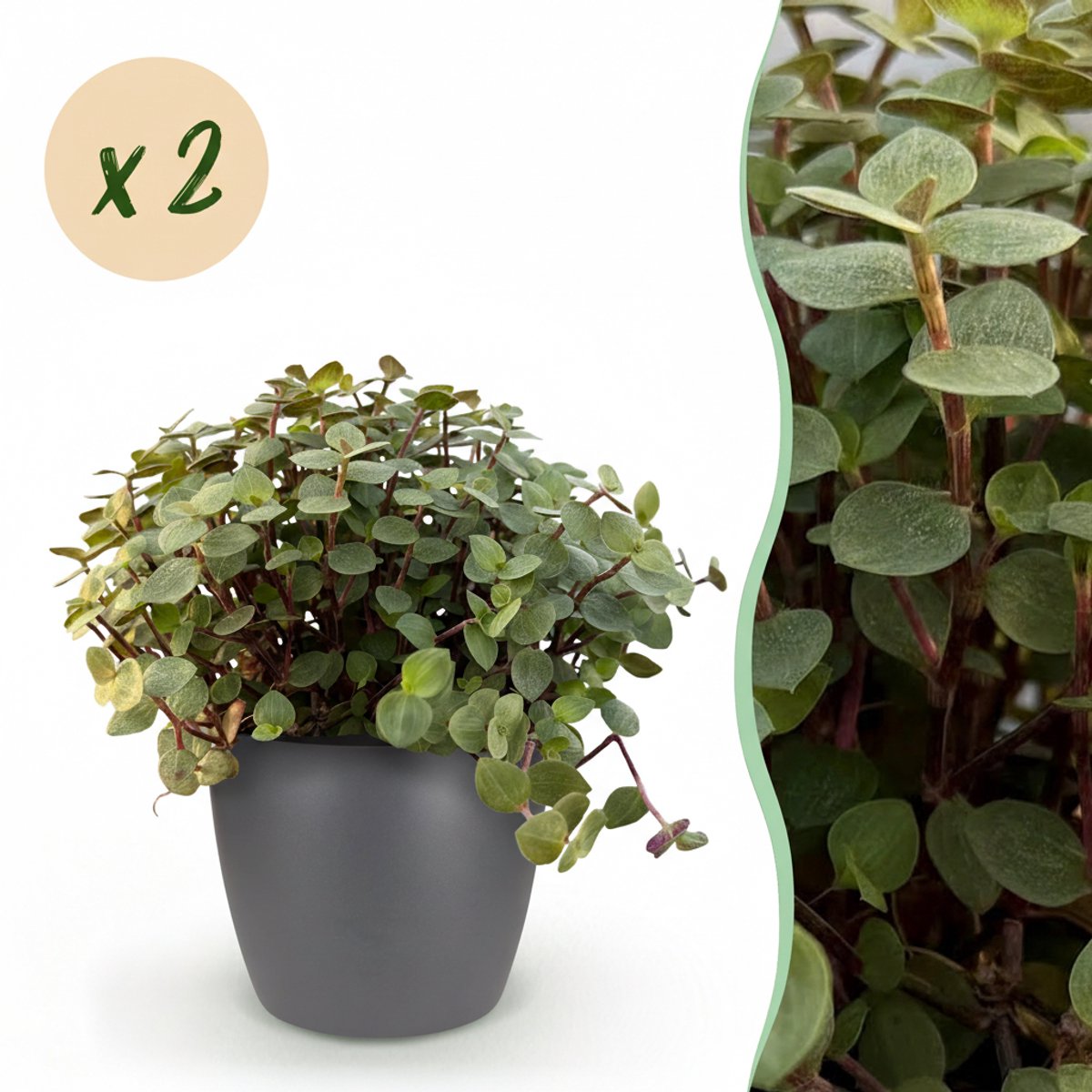 Plantenboetiek.nl | Calissia repens - Kattengras - Huisdiervriendelijk - Groen - 2 Planten - met Potter Grijs - Ø12cm - 17-20cm hoog - Kamerplant - Arrangement - Plant met pot