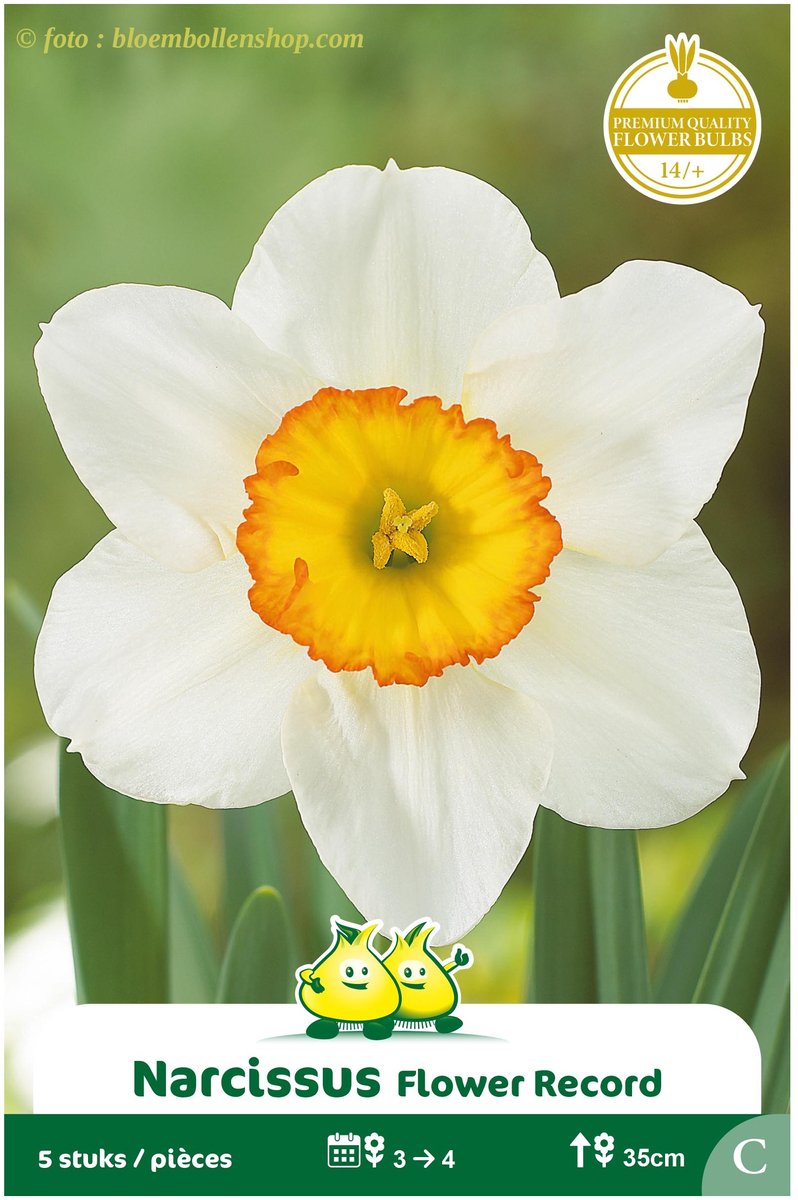 3 Zakjes Narcis Trompet Flower Record maat 14/+