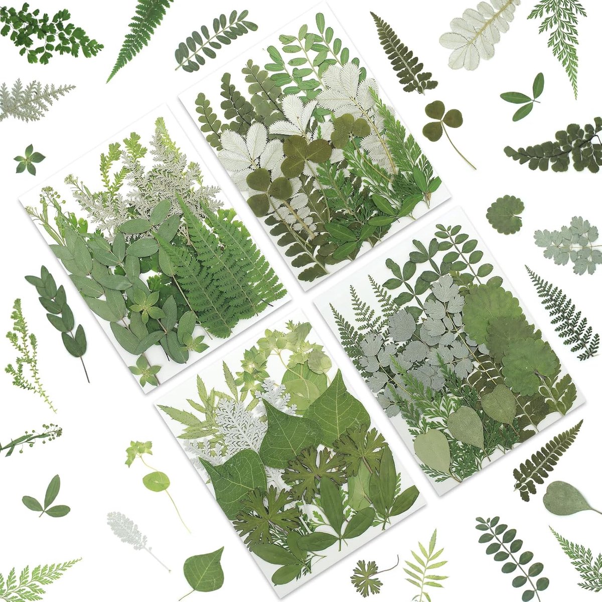 Gedroogde, geperste bloemen en bladeren, natuurlijke aardse groene bladeren, varens en eucalyptus voor harsprojecten, scrapbooking, inclusief pincet
