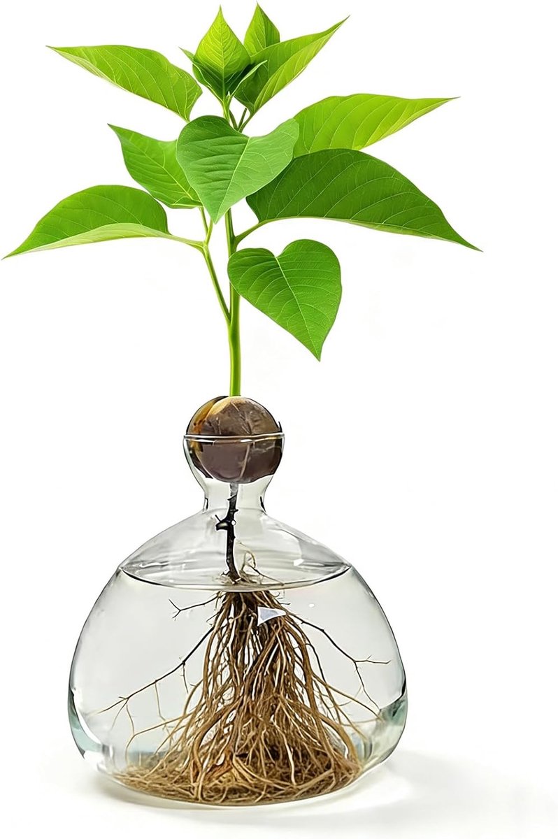 Vazen, kweekglas voor avocado's en kastanjes, glazen avocadoboom bloemvazen, hydrocultuur glazen vaas voor bloemen, voor decoratie, bruiloft, tafel, woonkamer, salontafel