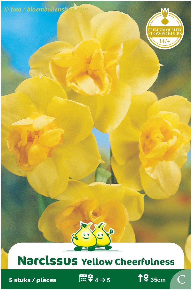 3 Zakjes Meerbloemige narcis Yellow Cheerfulness maat 14/+