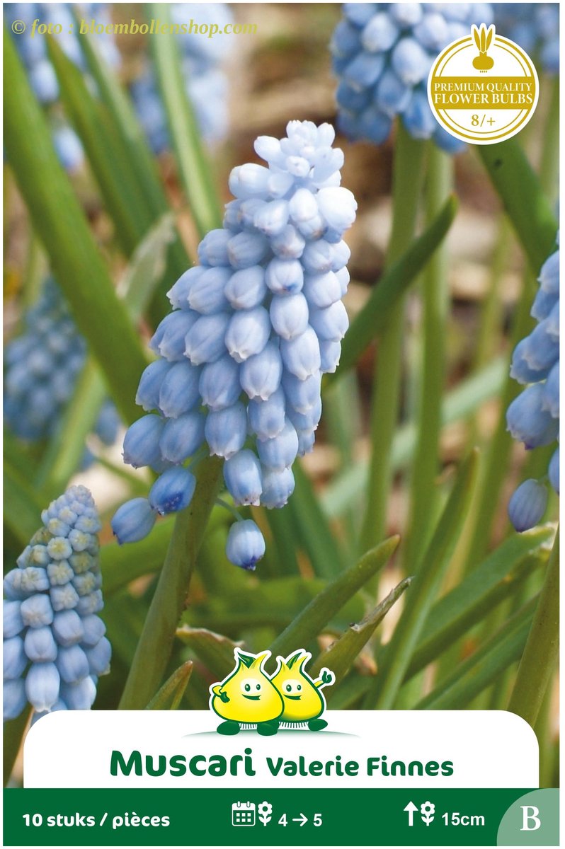 4 Zakjes Muscari Valerie Finnis maat 8/+
