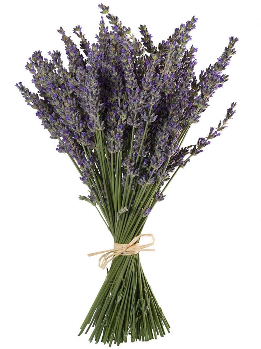 Natuurlijke Lavendel Bundels, Vers Geoogst 100 Stammen Gedroogde Lavendel Bunch 16" - 18" Lange, Decoratieve Bloemen Boeket voor Home Decor, Ambachten, Geschenk, Bruiloft of Elke Gele