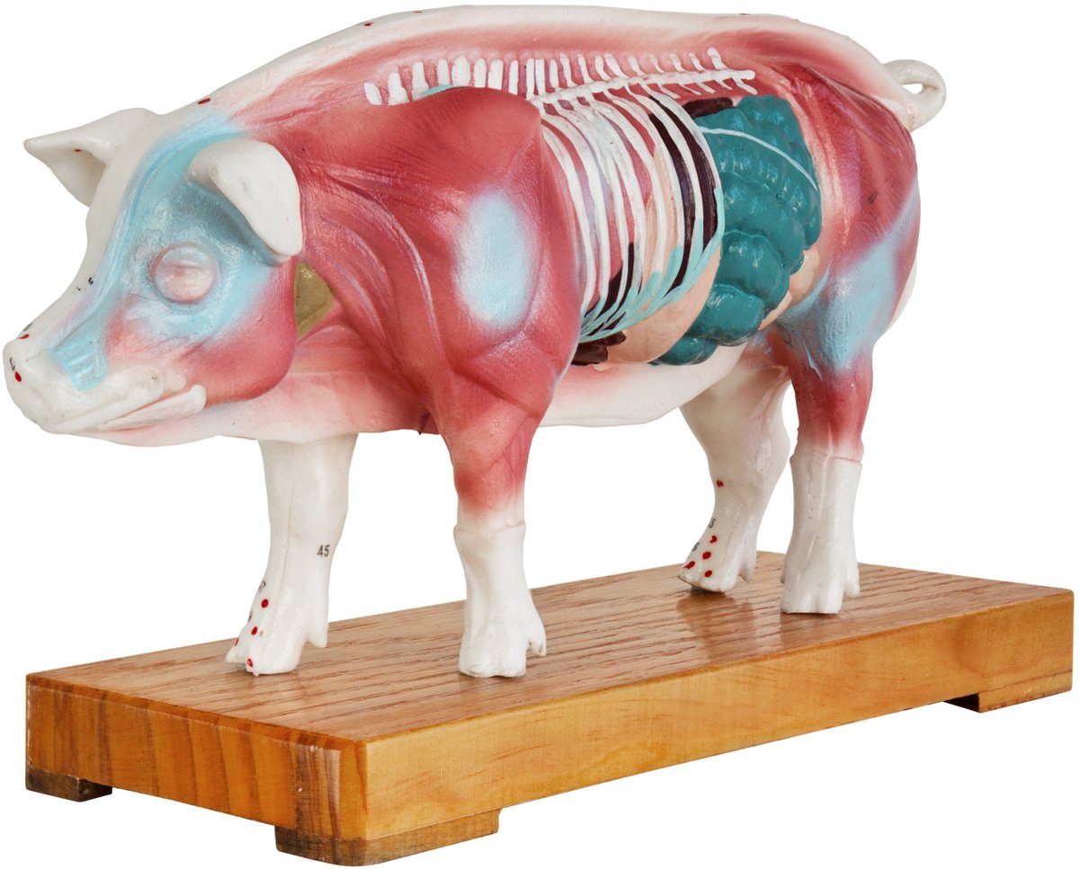 Acupunctuur Anatomie TCM Varkenslichaam Model Figuur Acupunctuur Model Lesmateriaal Varkensspieren Model Naturopathie 55 Acupunctuurpunten Lesmodel MedMod