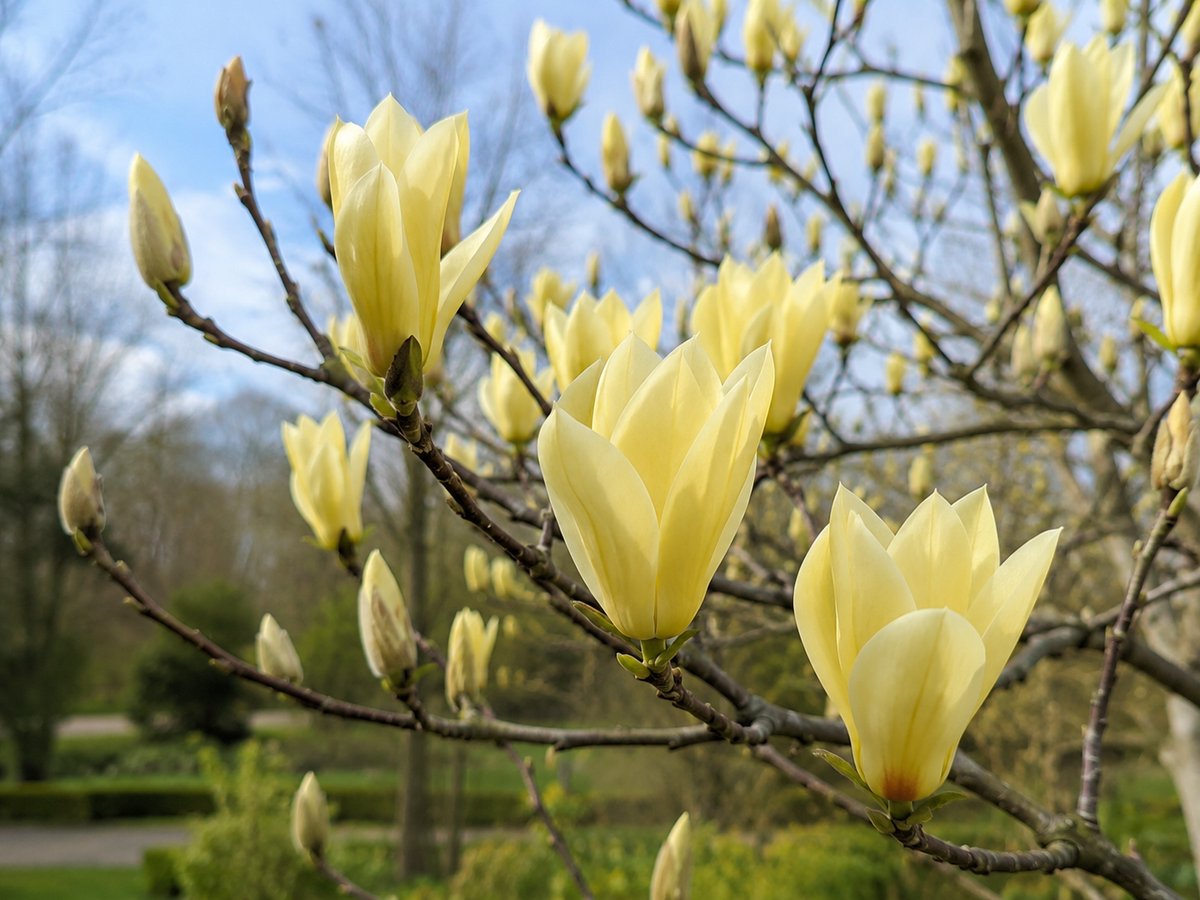 Magnolia 'Daphne' - Beverboom, Gele Magnolia | 50-60 cm in pot