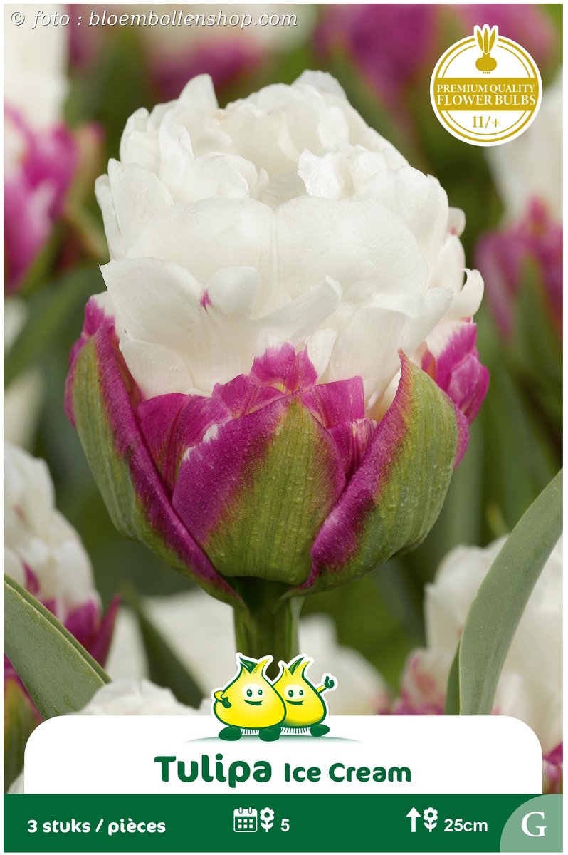2 Zakjes Dubbele Tulpen Ice Cream maat 12/+