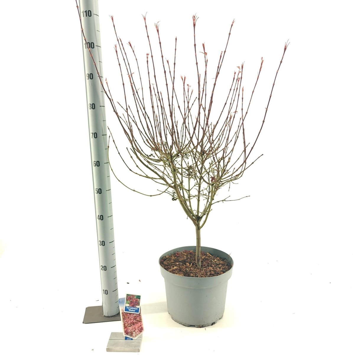 Acer pal. 'Shaina' - Japanse Esdoorn | 80-90 cm in pot