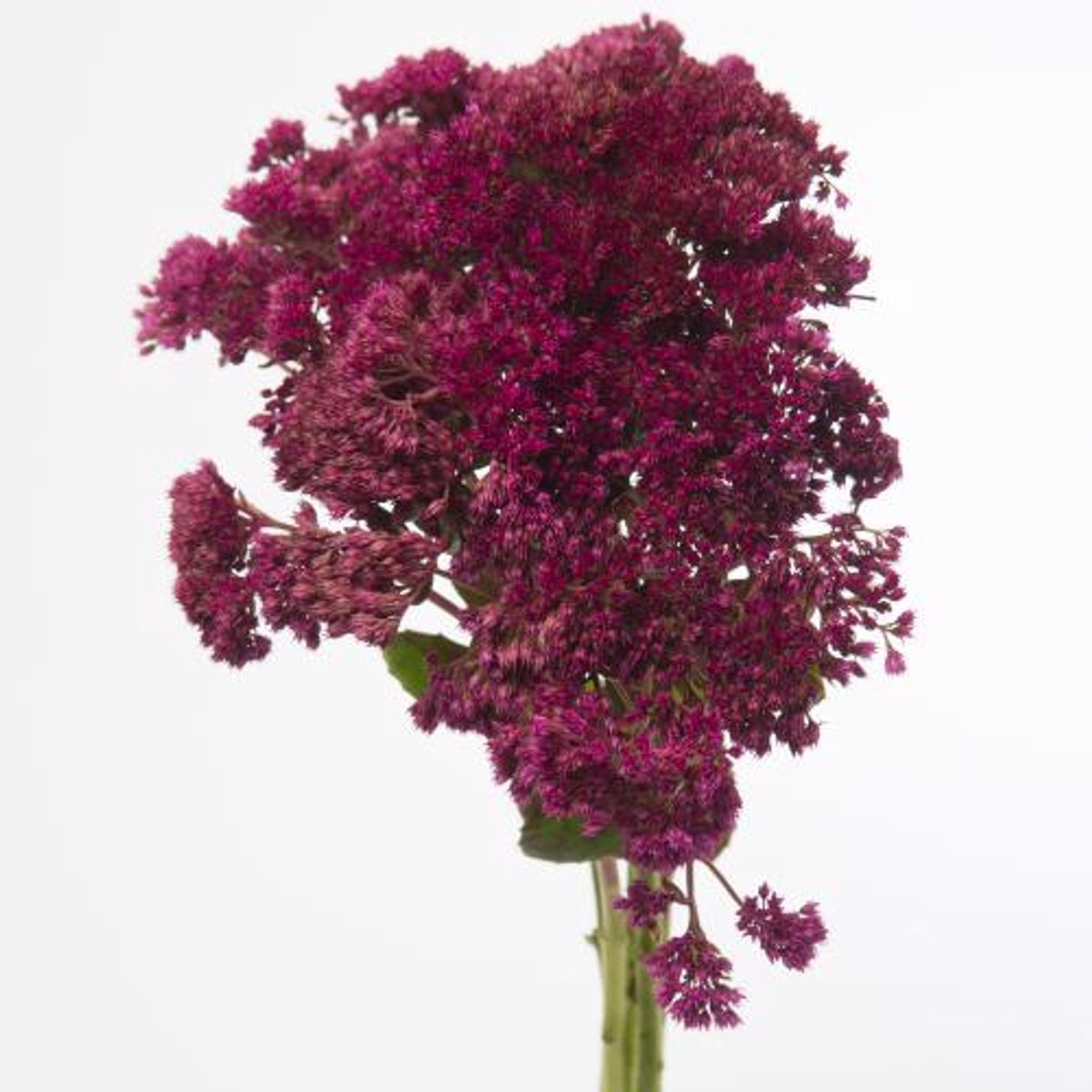 25x Sedum aubergine 50cm