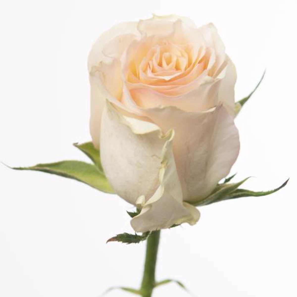 20x Rosa brinessa 50cm