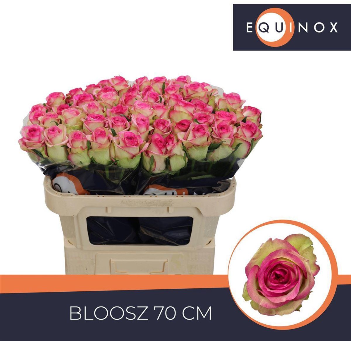 20x Rosa bloosz 70cm