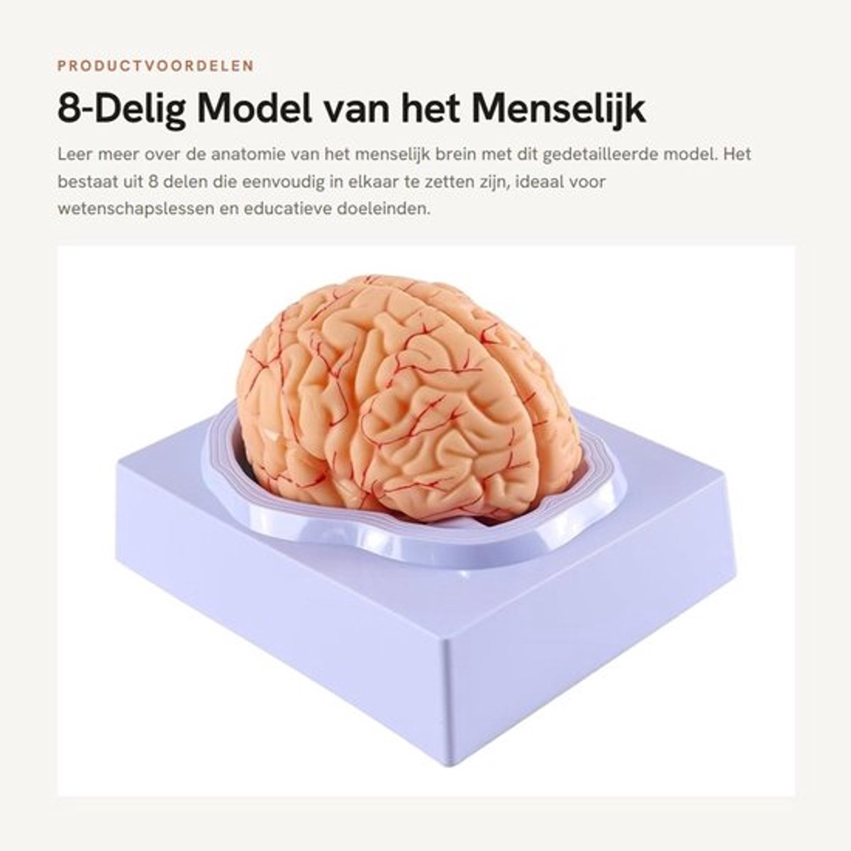 Nepbrein 8-delig - Anatomisch Model - PVC - Onderwijs - Digitale Identificatiegegevens - Duurzame Basis - Makkelijk te Delen - Hersenenmodel