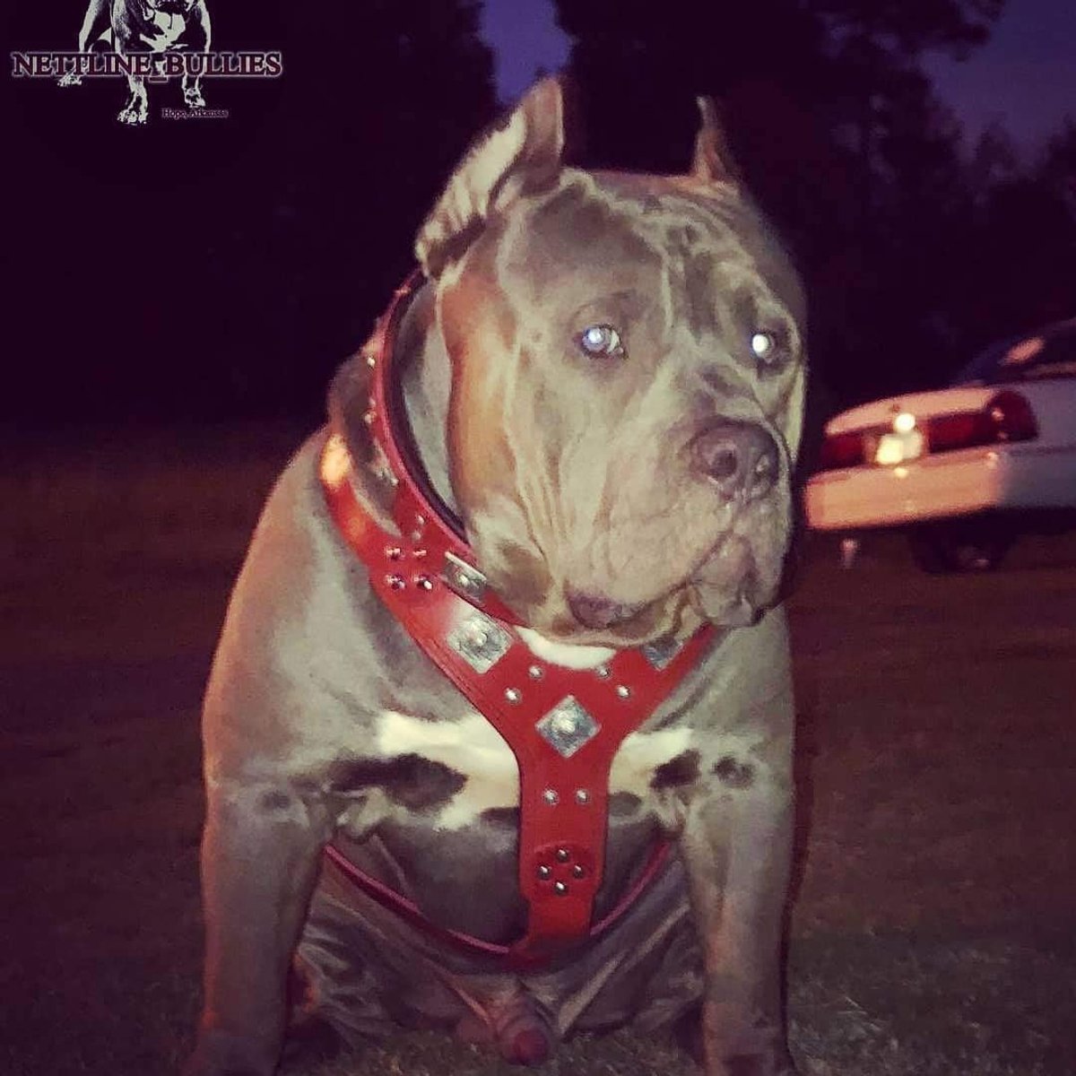 Bestia EROS Red large dogs leather harness. Lined. Handmade in Europe!, L/XL- chest size 23.6 to 45.3 inch/ Pitbull - ShopVlot