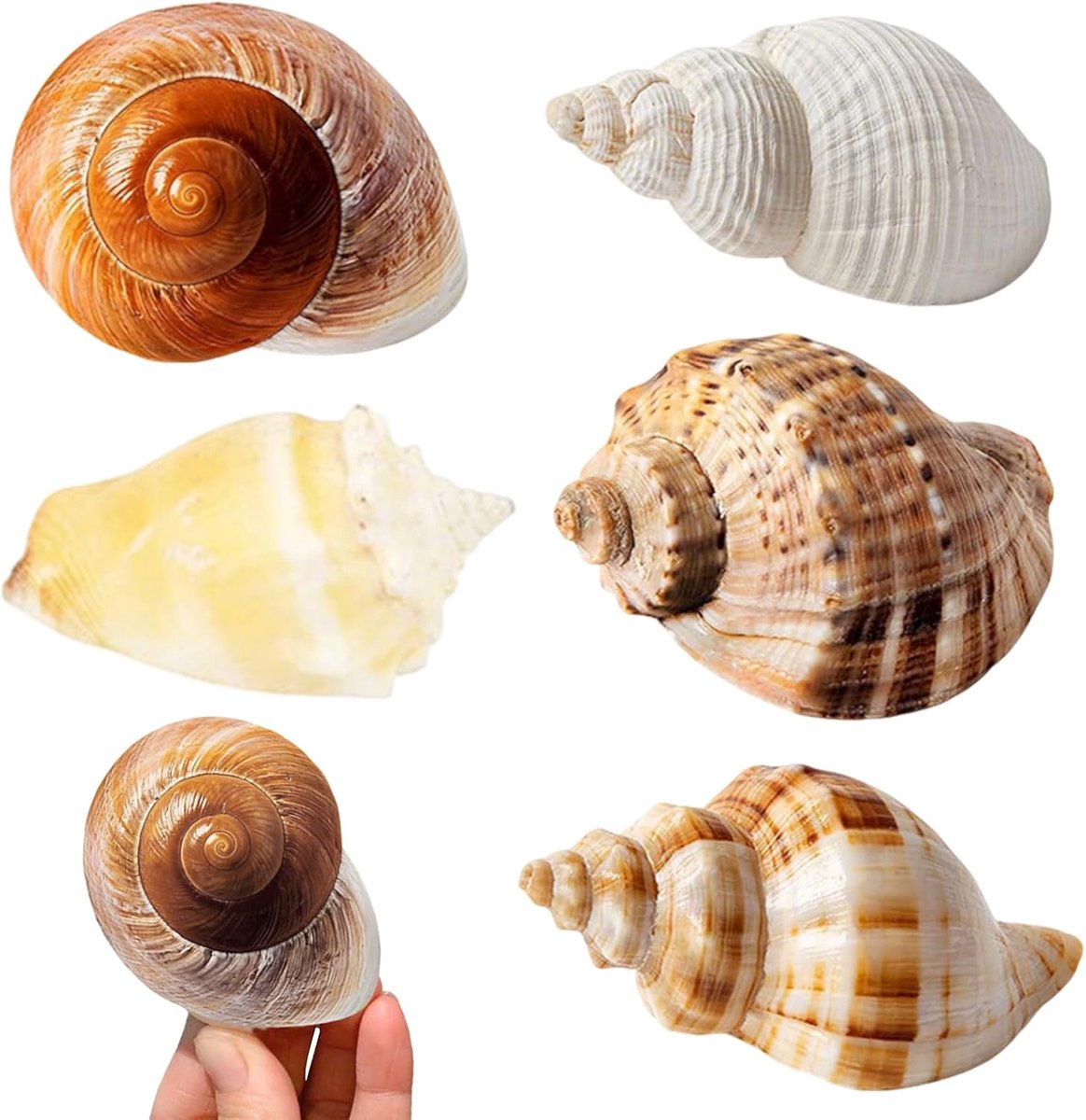 Zeeschelpen set van 6 - Natuurlijke decoratie - Gemengde kleuren - Tropische sfeer voor aquarium - ShopVlot
