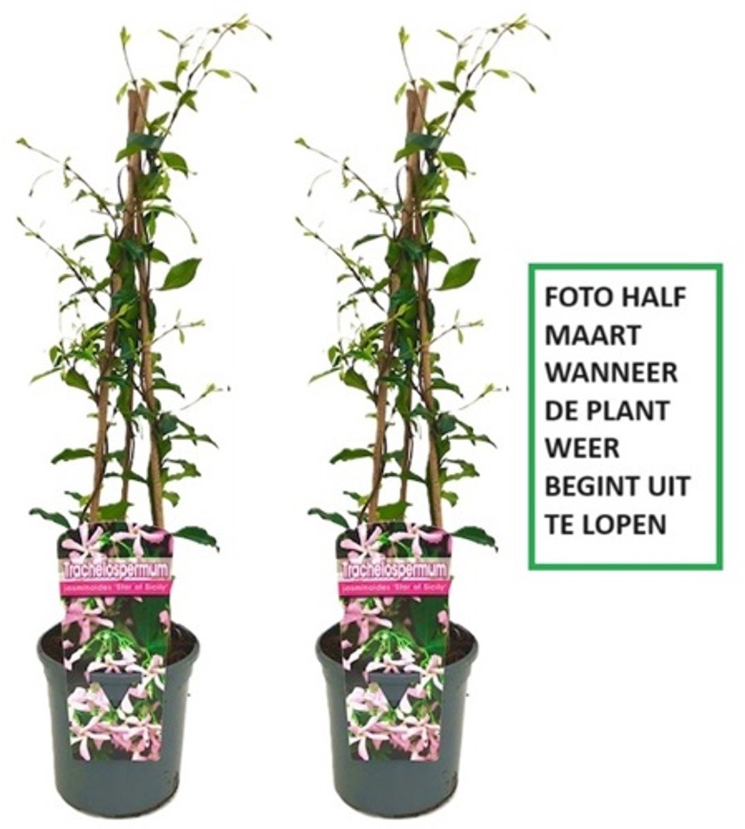 2 x Roze Toscaanse Jasmijn (Star of Sicily - Pink Air) - Klimplanten | Set van 2 x Roze Sterjasmijn - Groenblijvend / Wintergroen en Winterhard - Plant | 2 x 1,5 liter pot (Star of Ibiza/Pink Showers) | Hoogte: 60/80cm