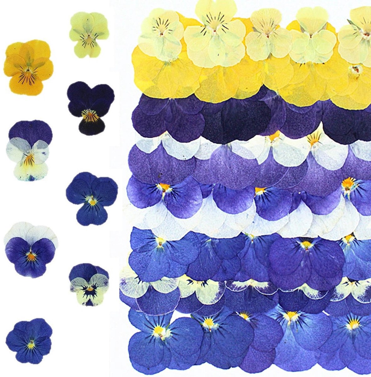 Solidchoice - 40 Stuks Gedroogde Viooltjes voor Knutselprojecten