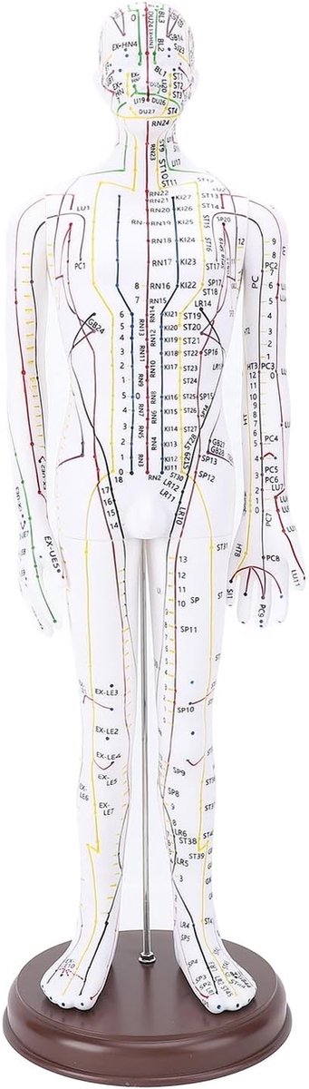 Acupunctuur Model 52 Cm - PVC Materiaal - Met Basis - Voor Lesdemonstratie - ShopVlot