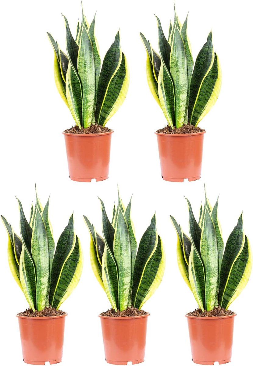 Sansevieria trifasciata Laurentii, set of 5 bow hemp, real houseplant, height approx. 45 cm, pot diameter 14 cm - ShopVlot