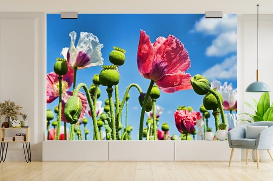 Papier peint photo vinyle - Ciel bleu clair au dessus des différentes boules de couchage largeur 360 cm x hauteur 240 cm - Tirage photo sur papier peint (disponible en 7 tailles)