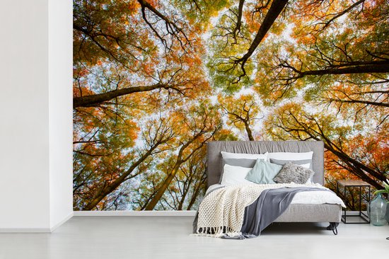 Papier peint - Papier peint photo Forêt - Arbres - Automne - Largeur 420 cm x hauteur 280 cm