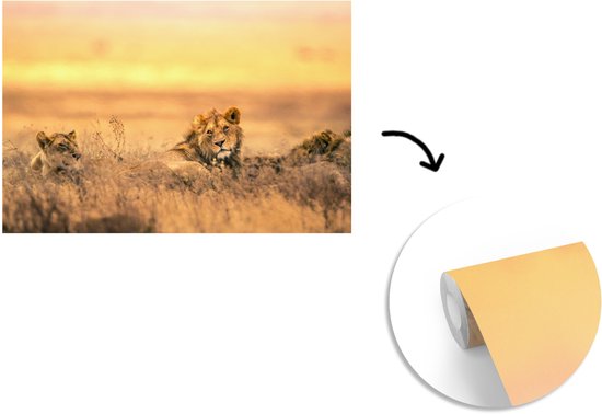Papier peint photo vinyle - Lion et lionne couchés dans l'herbe largeur 390 cm x hauteur 260 cm - Tirage photo sur papier peint (disponible en 7 tailles)