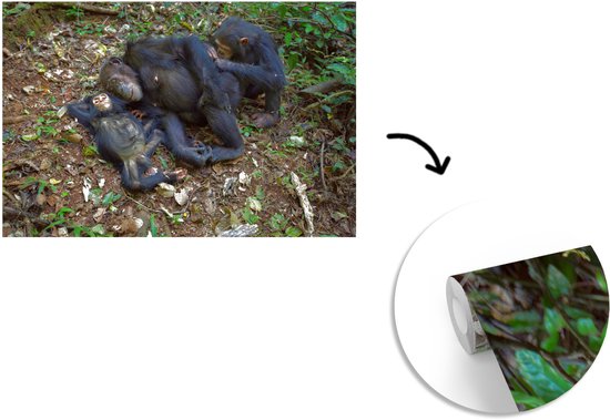 Papier peint photo peint photo vinyle - Famille Chimpanzé endormi largeur 390 cm x hauteur 260 cm - Tirage photo sur papier peint (disponible en 7 tailles)