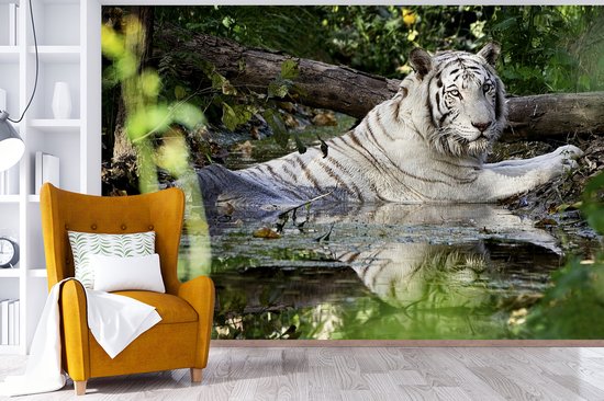 Papier peint photo peint photo vinyle - Tigre Witte dans l'eau largeur 450 cm x hauteur 300 cm - Tirage photo sur papier peint (disponible en 7 tailles)