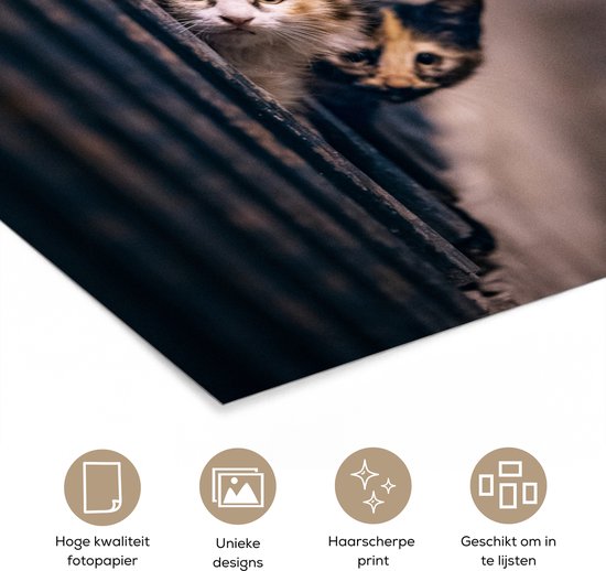 Les Chats regardent curieusement au coin de la rue 120x180 cm XXL / Groot format ! - Tirage photo sur Poster (décoration murale salon / chambre)