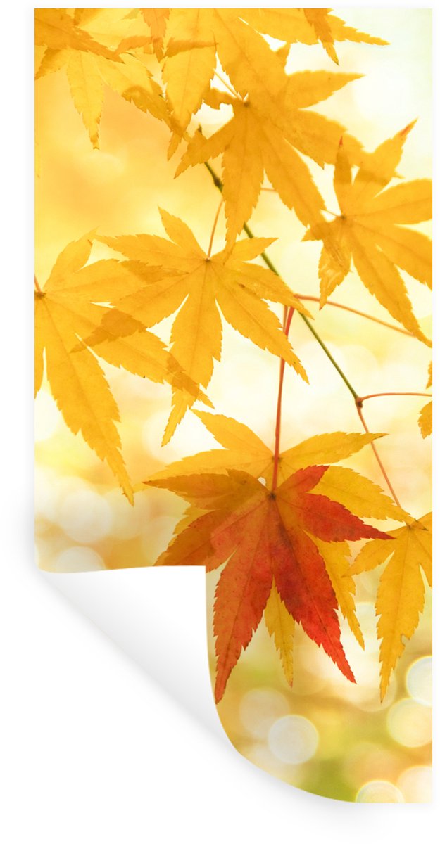 Muurstickers - Sticker Folie - Japanse esdoorn bladeren tijdens de herfst - 60x120 cm - Pl