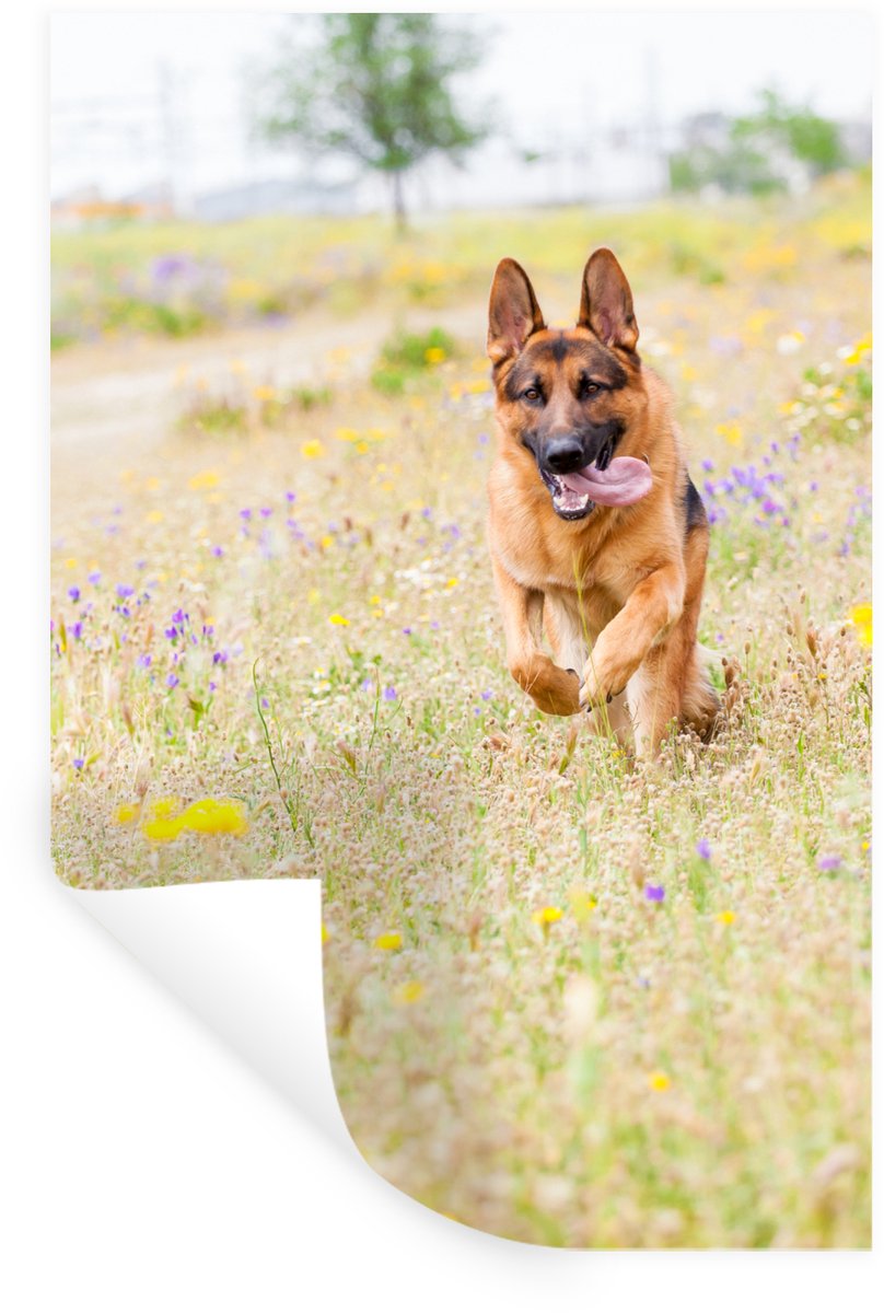 Muurstickers - Sticker Folie - Duitse Herder loopt tussen de kleurrijke bloemen - 20x30 cm