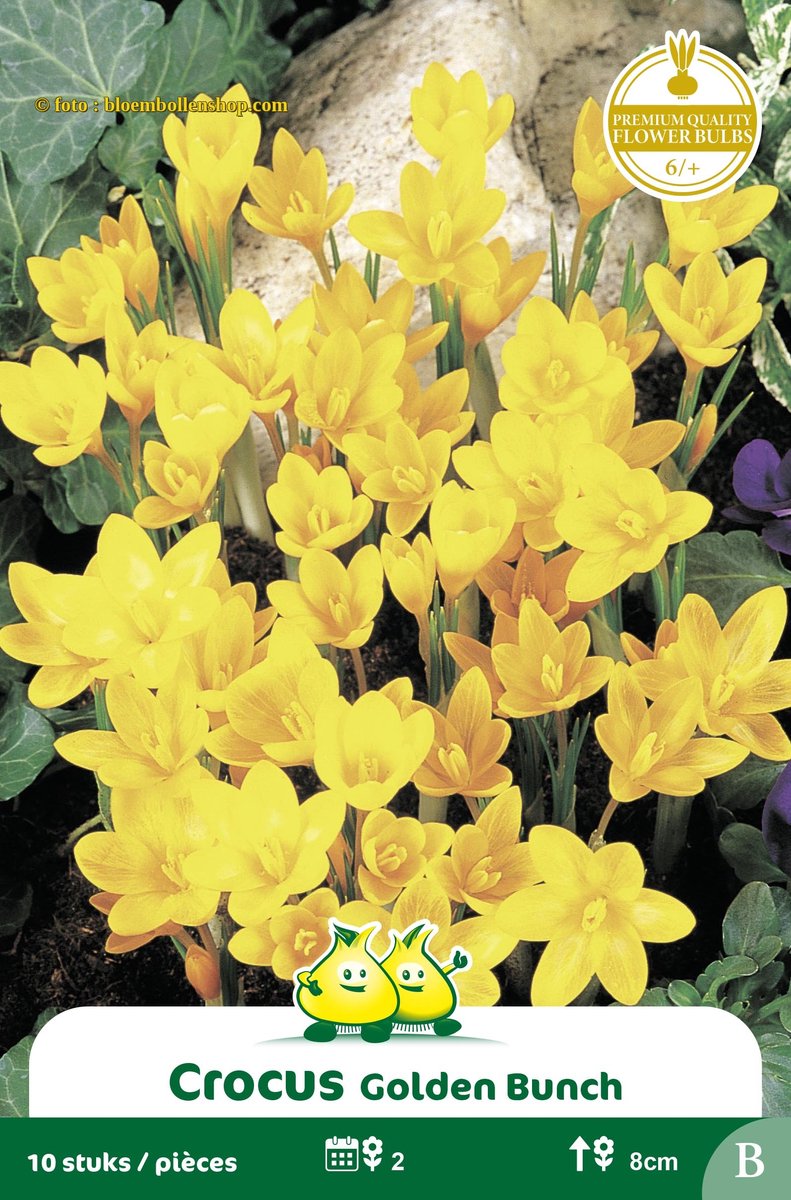 4 Zakjes Botanisch Crocus Golden Bunch maat 6/+