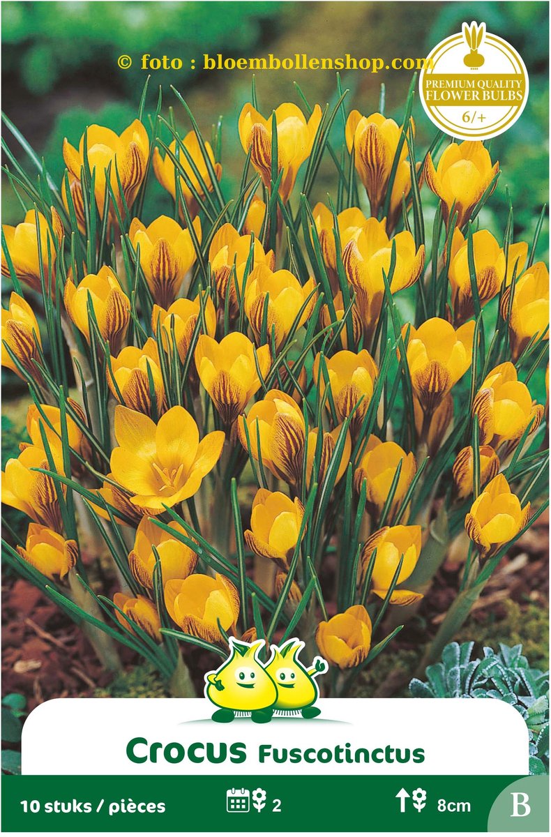 4 Zakjes Botanisch Crocus Fuscontinctus maat 6/+