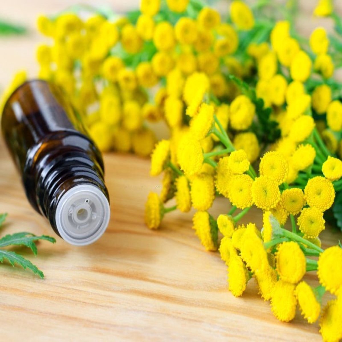 Blue Tansy Etherische Olie - 250 ml