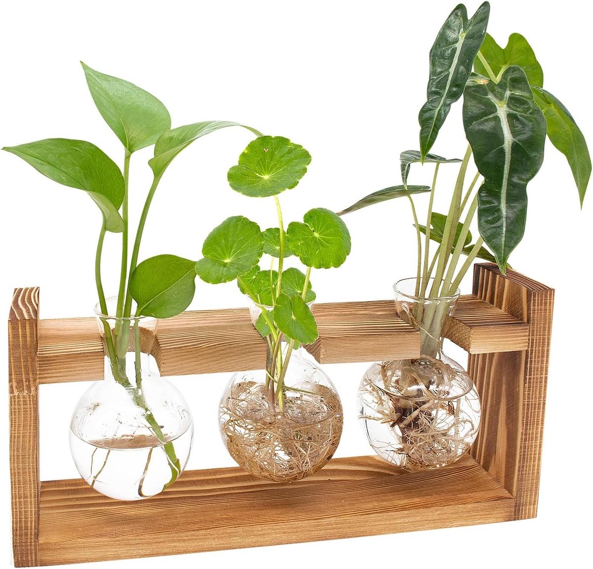 Plantenterrarium Houten Standaard - Glazen Vaas - Planten Kweken - Hittebestendig Glas - 3 Bollen - Natuurlijk Hout