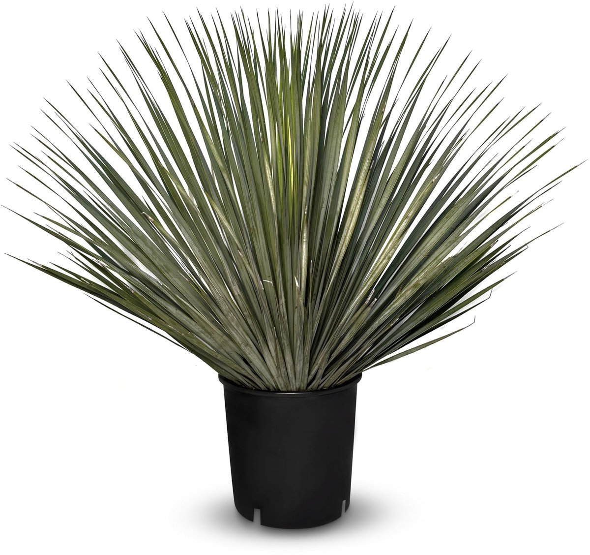 Dailygoods- Yucca Rostrata - winterharde plant tot -20 °C - ideale tuinplant - mediterrane uitstraling - perfect voor terras - onderhoudsarm. - Palmlelie