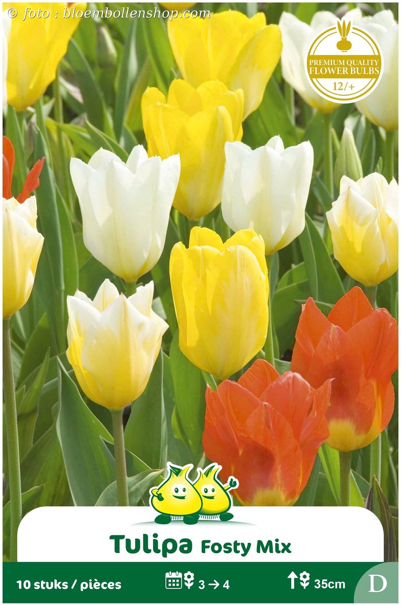 2 Zakjes Fosteriana Tulpen Fosty Mix maat 12/+