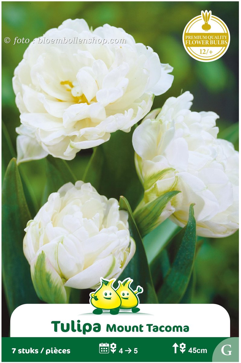 2 Zakjes Dubbele Tulpen Mount Tacoma maat 12/+