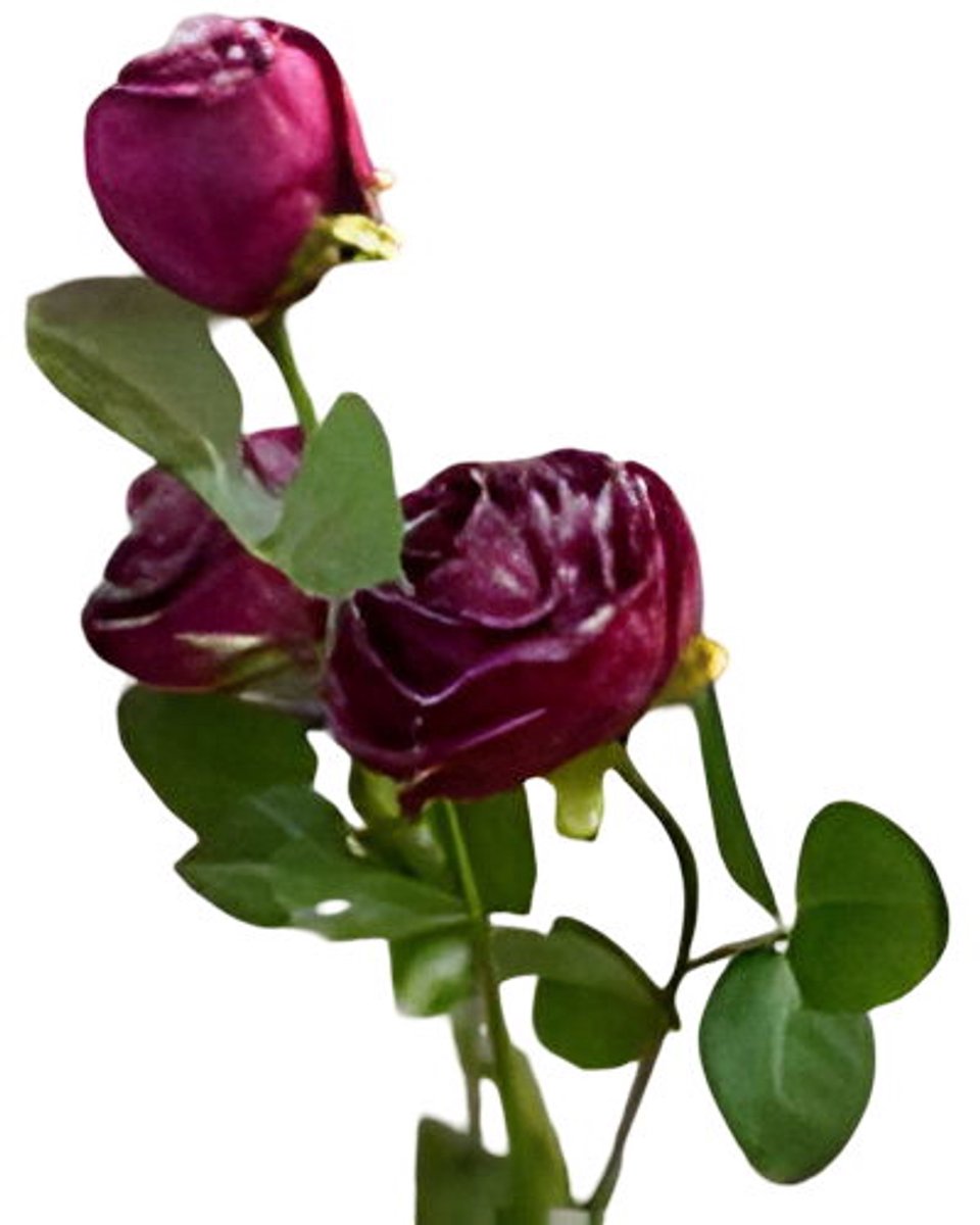 Roze 3 knopen donkerrood Buitengewoon de Boet