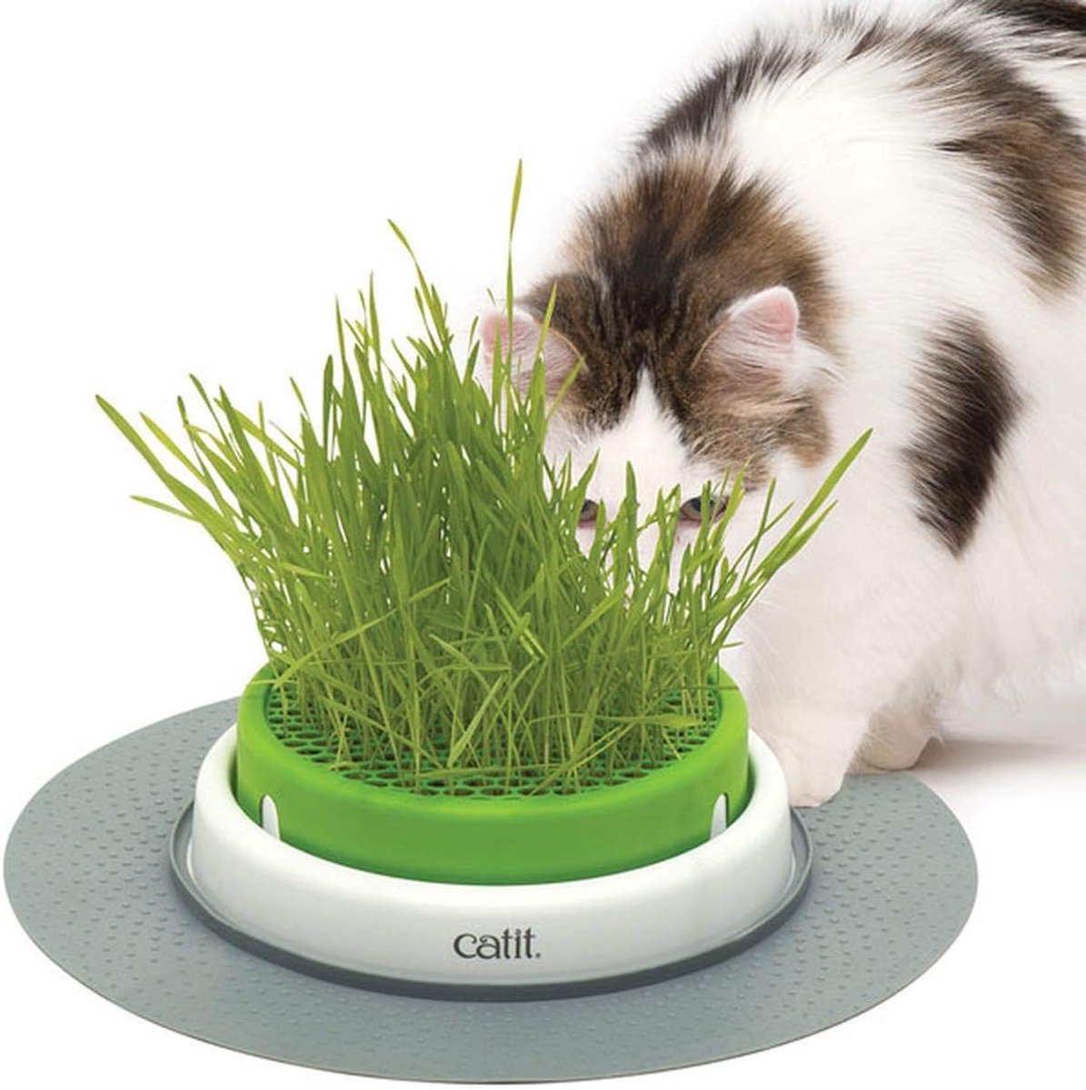 Thijox - Catit Zintuigen Gras Planter - Natuurlijke Vezels voor Katten - Stimuleert Spijsvertering - Voorkomt Haarbalophopingen - Veilig voor Huisdier