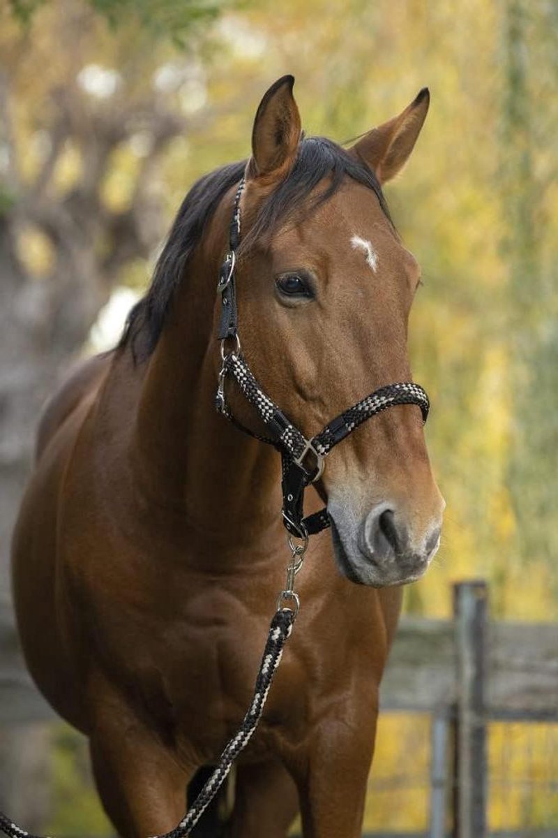 Paardenhalster met Leiband - Paardentuig Set - Paardrijden Training - Verstelbaar Hoofdstel - 2.20m Leiband - Beige Bruin