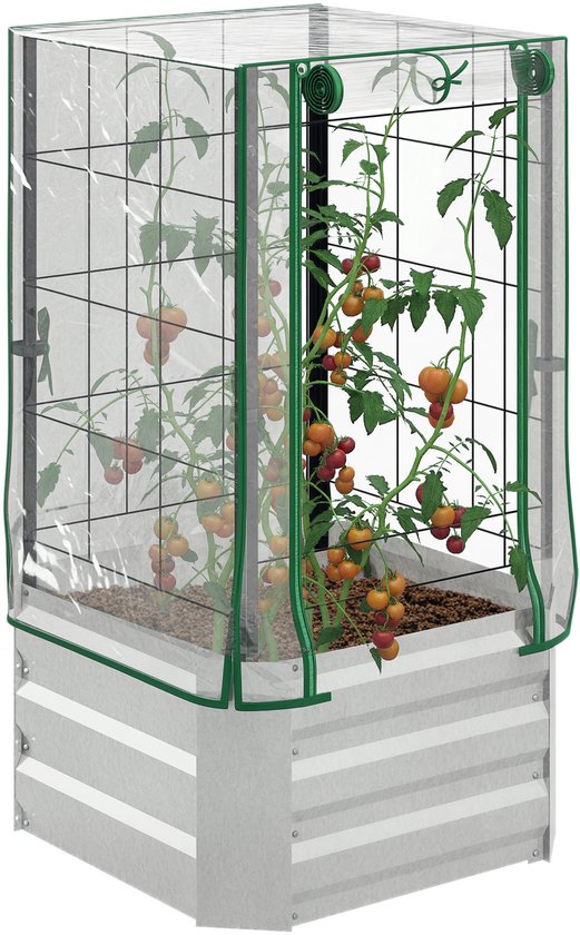 Tomatenplant in een verhoogde bak met kas.