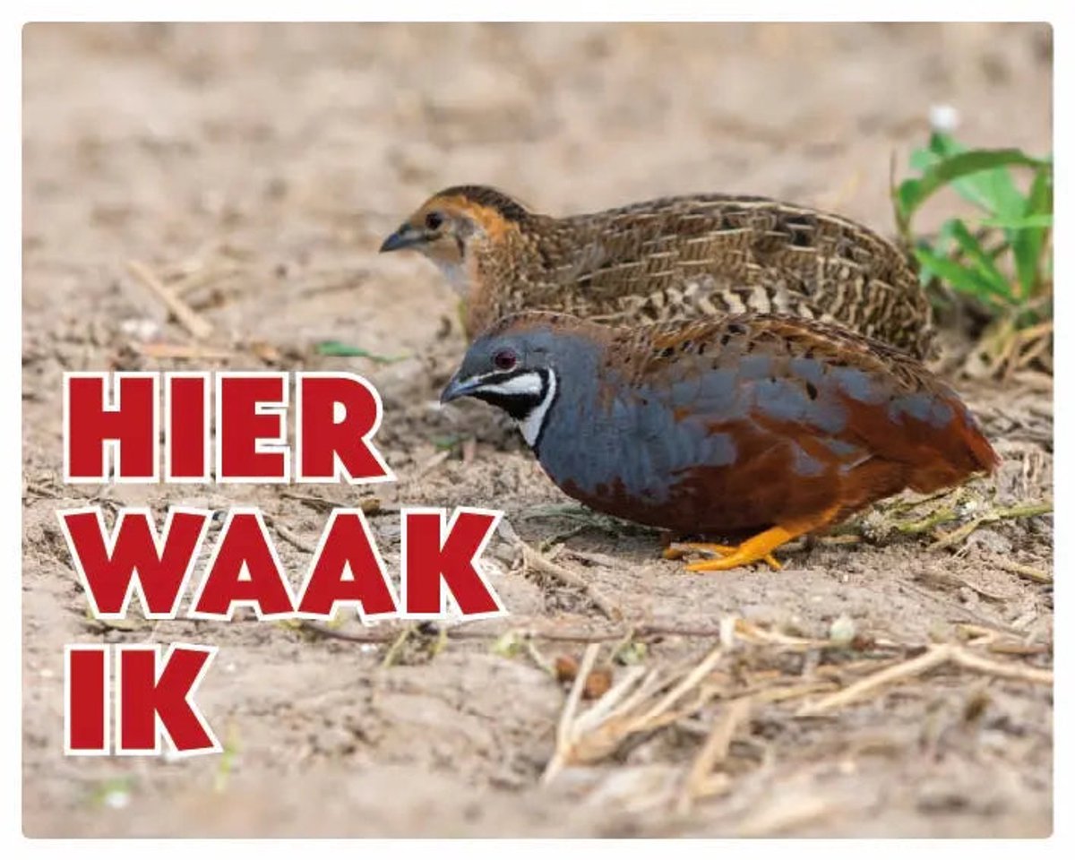 Chinese Dwergkwartel Waakbord - Hier Waak Ik