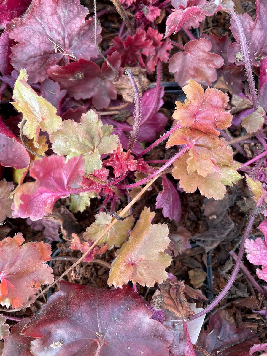 6x Heuchera 'Fire Chief' - Purperklokje - P9 Pot (9 x 9cm) - Dima Vaste Planten