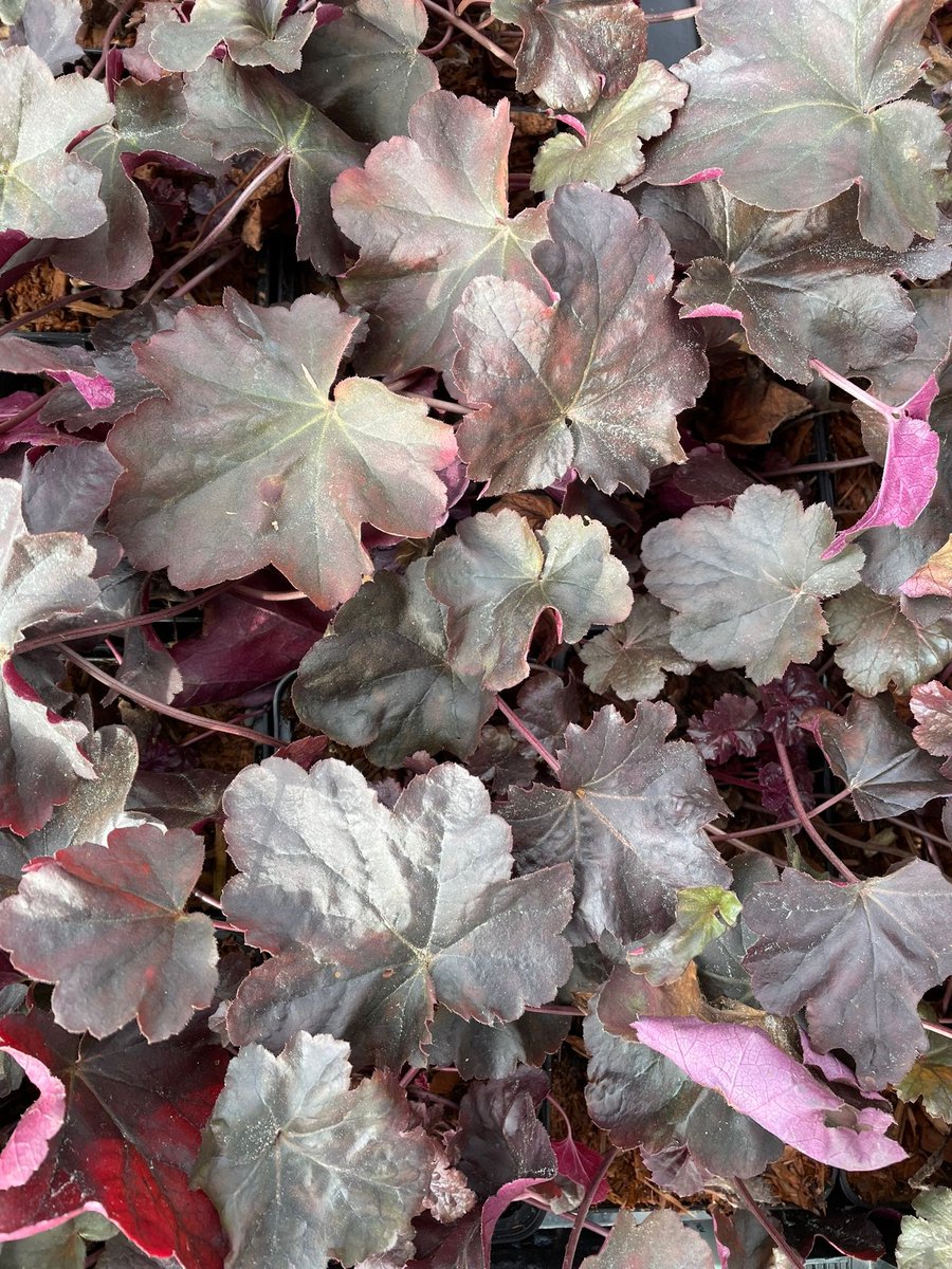 6x Heuchera 'Obsidian' - Purperklokje - P9 Pot (9 x 9cm) - Dima Vaste Planten