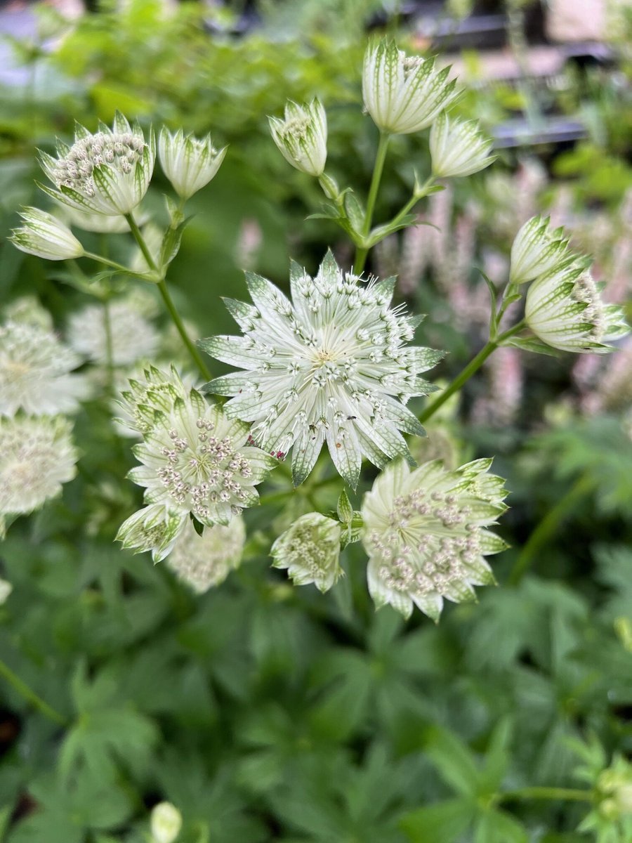6x Astrantia maj. 'Shaggy' - Zeeuws Knoopje - P9 Pot (9 x 9cm) - Dima Vaste Planten