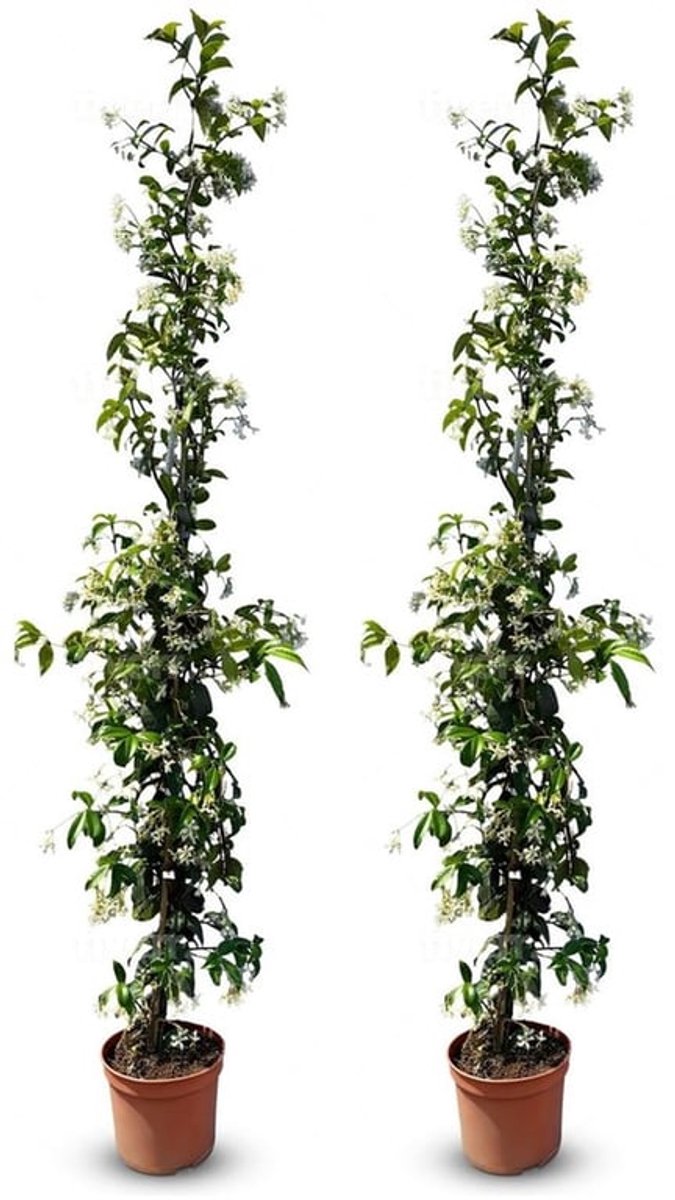 Klimplant Winterhard - Toscaanse Jasmijn - 120 cm - Klimplantrek - Onderhoudsvriendelijk - Geurende Bloemen - A+ - Klimplanten
