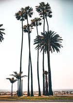 Poster Palmbomen in Los Angeles VS - Promenade Boulevard - Large 70x50 cm